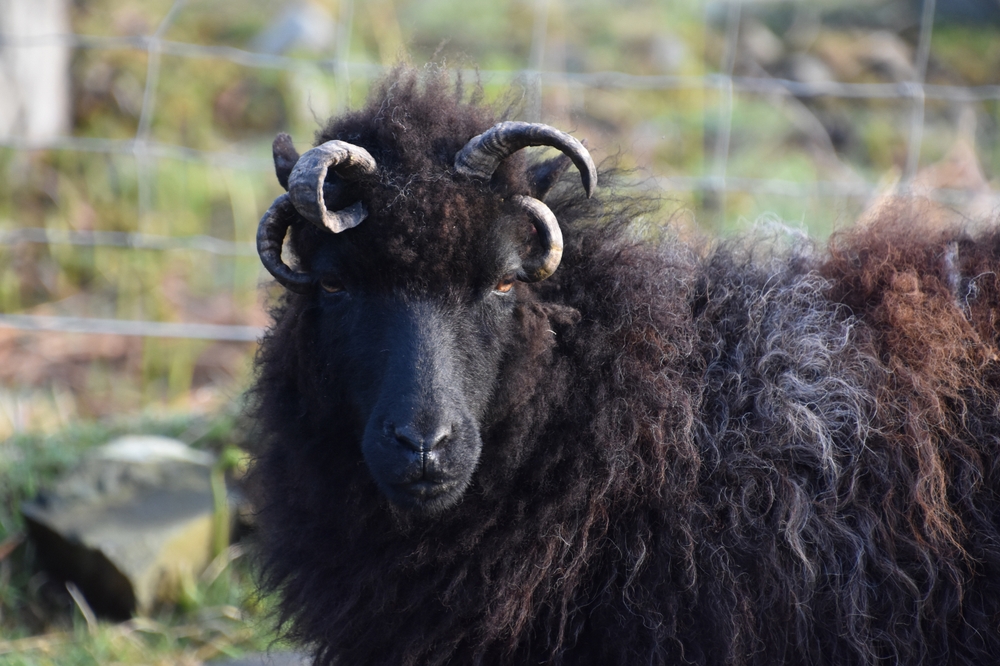 A devilish looking black Hebriddean sheep in Scotland Isles.