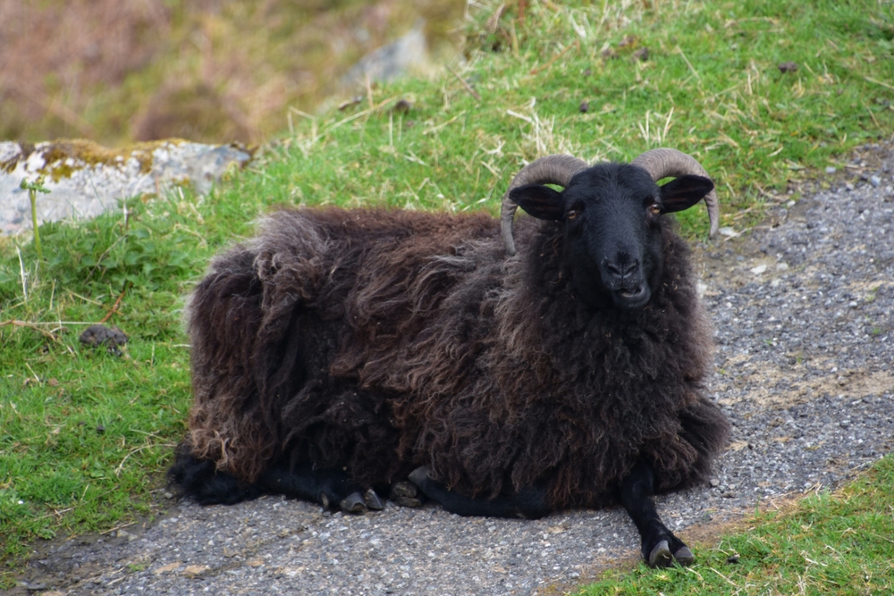 Fluffy black hebriddean sheep resting after grazing and chewing.