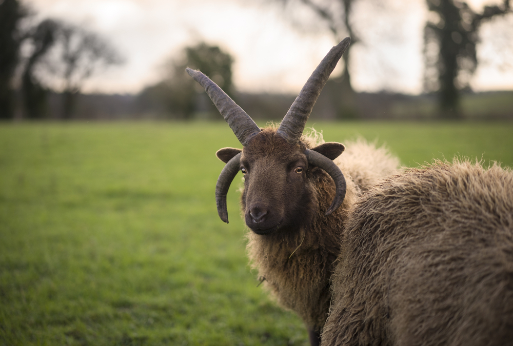 Manx Loaghtan Sheep with Elaborate Horns in the Gloucestershire countryside. UK
