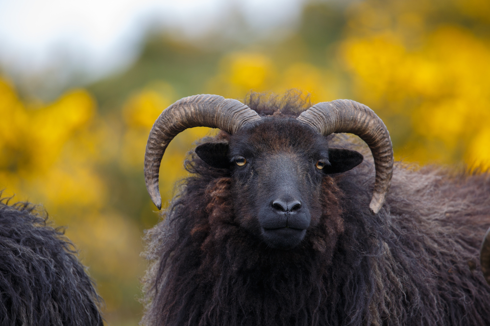 Hebridean sheep close up of the head, conservation grazing, against a blurred natural background of flowering gorse, UK