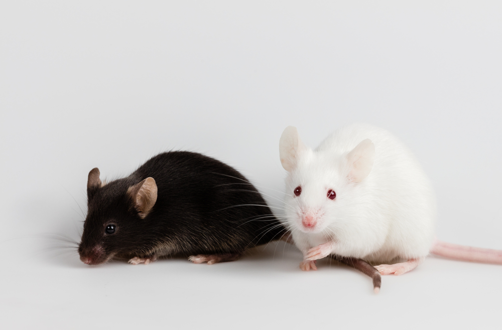 Black and white mice together with white background