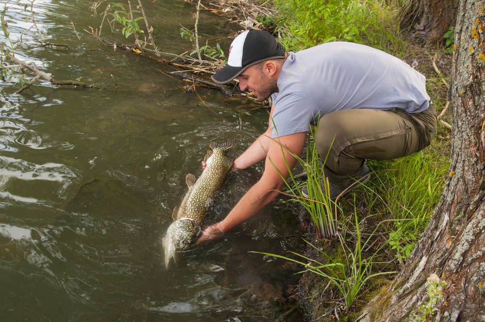 Catch and release pike