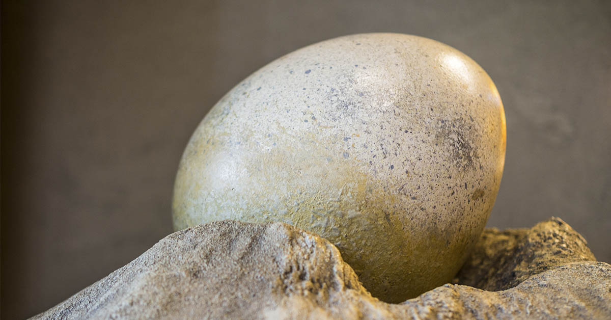 70-Million-Year-Old Dinosaur Egg Found Intact—May Contain Ancient DNA