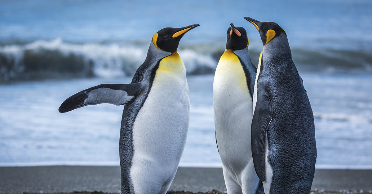 Food Shortage Kills Tens of Thousands of Penguins Off African Coast