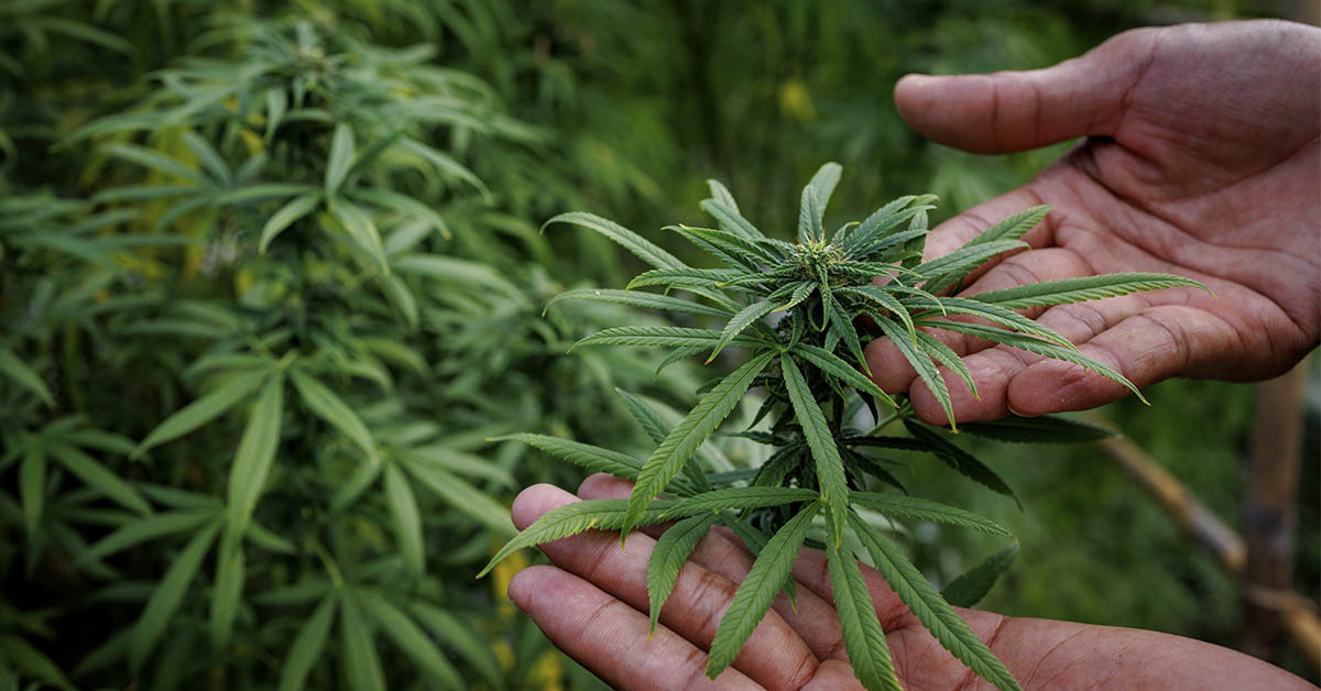 Brazilian Study Finds Low-Dose THC + CBD May Keep Memory Steady in Alzheimer’s Patients