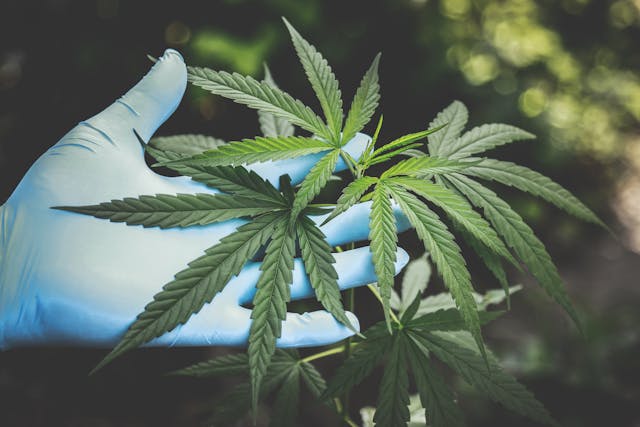 gloved hand holding a cannabis leaf