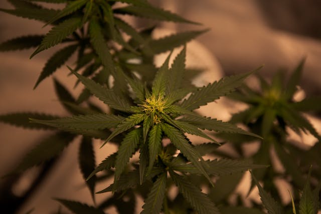 cannabis plant