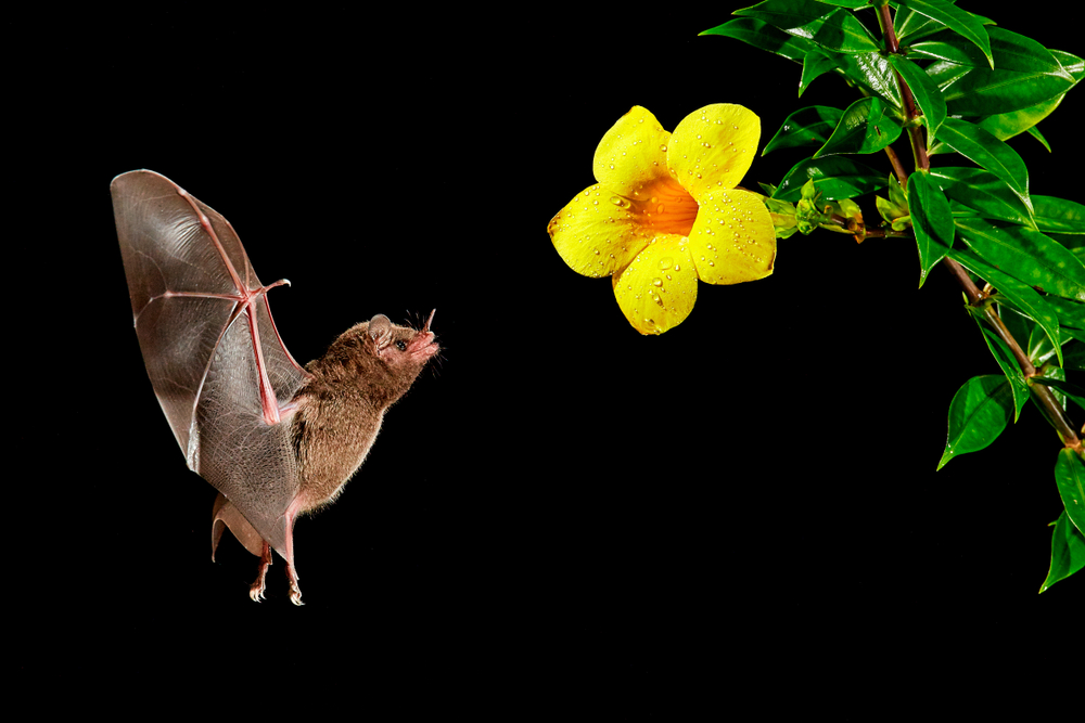 Orange nectar bat (Lonchophylla robusta), feeding on nectar by long tongue from tropical flower. Wildlife photography in Costa Rica