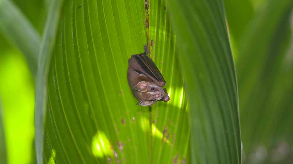 Fruit-eating Bat in Costa Rica