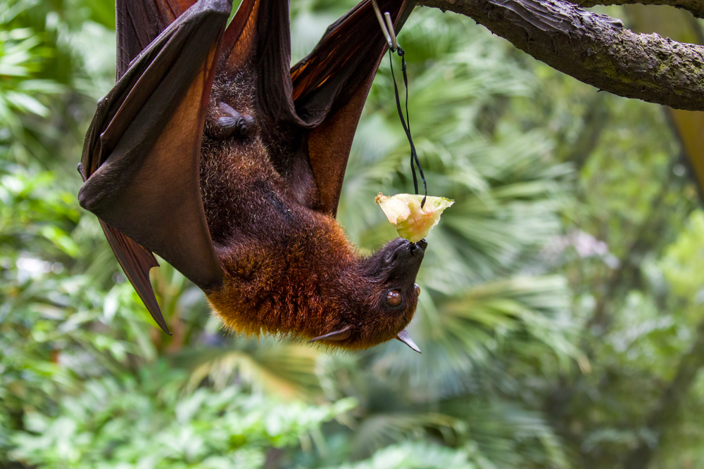 Malayan flying fox (Pteropus vampyrus) is eating fruits.
a southeast Asian species of megabat, primarily feeds on flowers, nectar and fruit.
