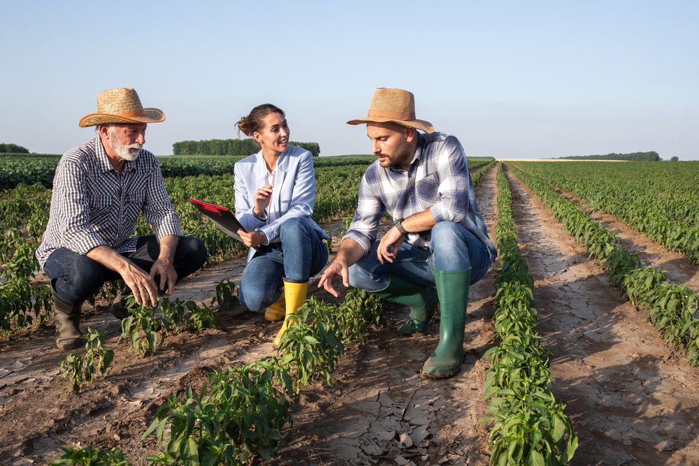 Three people crouching in vegetable field looking at crops discussing. Two male farmers showing pepper plant to female agronomist insurance sales rep holding clipboard.