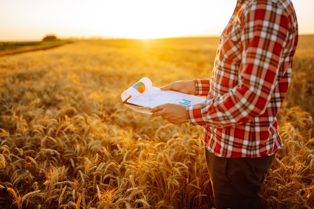 Wheat quality check. Farmer with ears of wheat in a wheat field. Harvesting. Agro business.