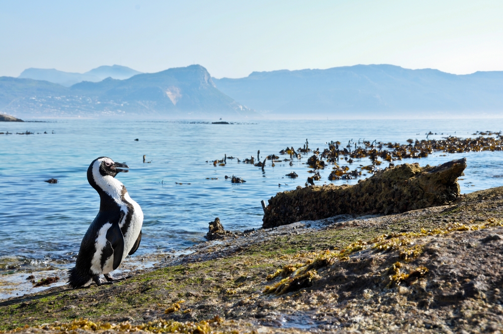An African penguin stands on a granite boulder at Boulders Beach on the shores of False Bay in Cape Town, South Africa.