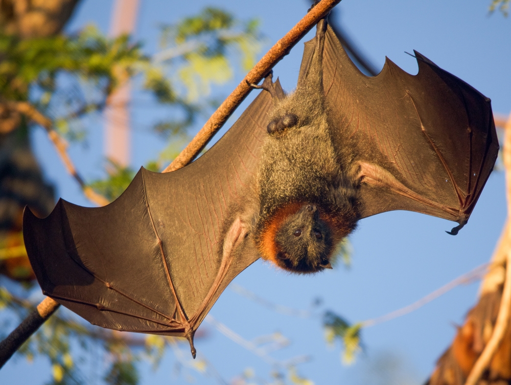 Fruit Bat Colony In Casino
