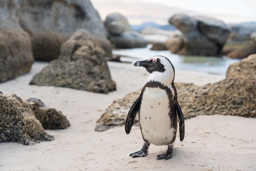 An African penguin stands on a beautiful rocky beach in South Africa, Cape Town