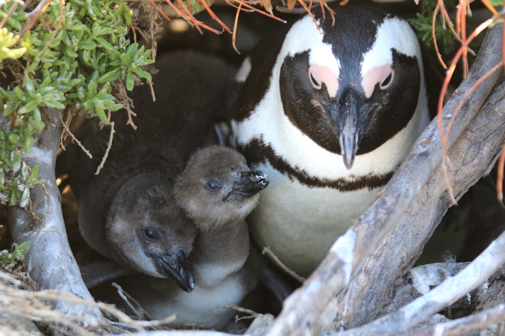 African Penguin Parent Nesting with Two Fuzzy Chicks, Stoney Beach, Cape Town, South Africa