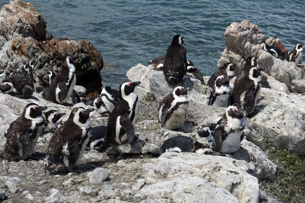 African penguin (Spheniscus demersus) colony, during a molt, at Betty's Bay, South Africa