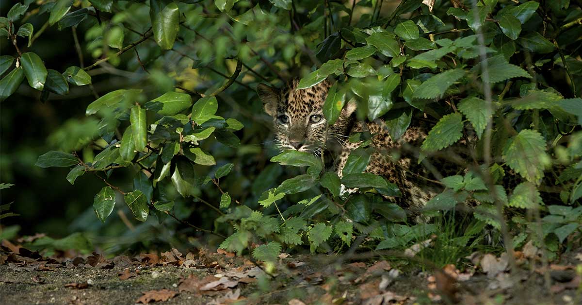 A Leopard Hides in Plain Sight Among the Sheep—Can You Spot It Before It Strikes?