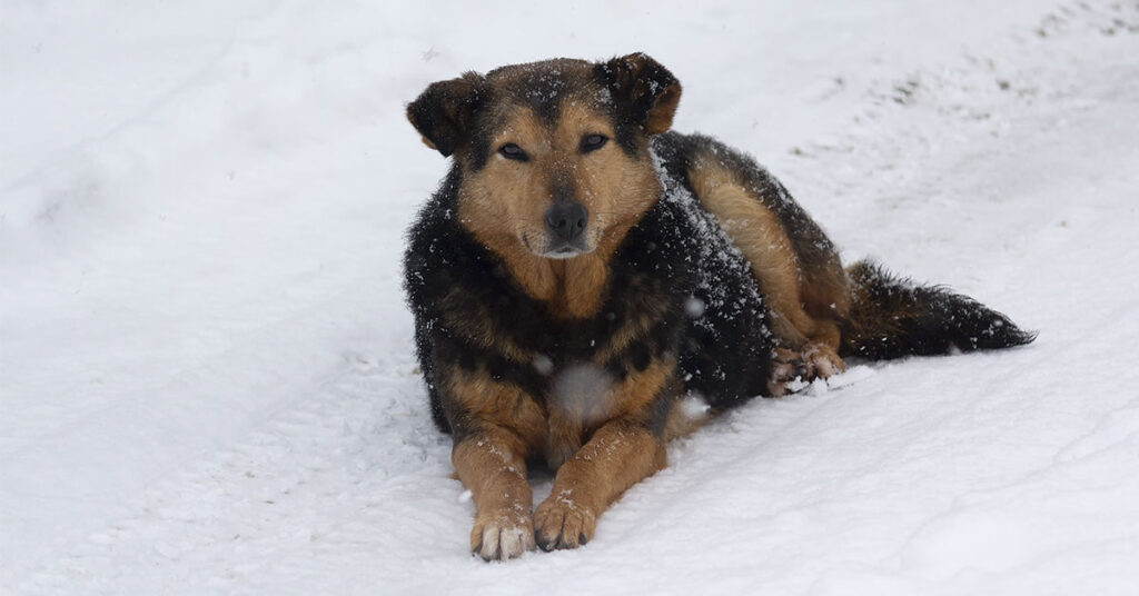 Hungary Launches Solar-Heated Tunnels To Help Stray Dogs Survive Winter - Featured image