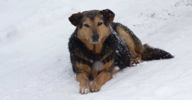 Hungary Launches Solar-Heated Tunnels To Help Stray Dogs Survive Winter - Featured image