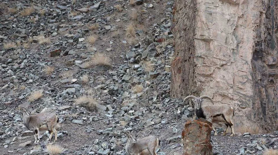 Can you spot the leopard about to pounce?