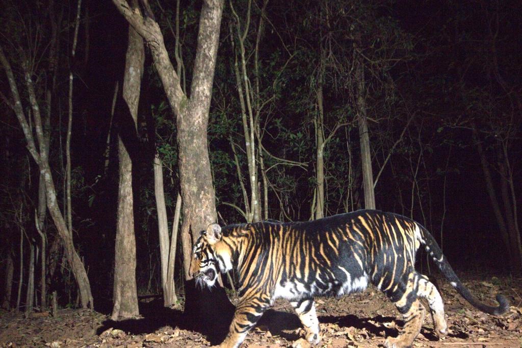 A black tiger at the Similipal Tiger Reserve prowls at night