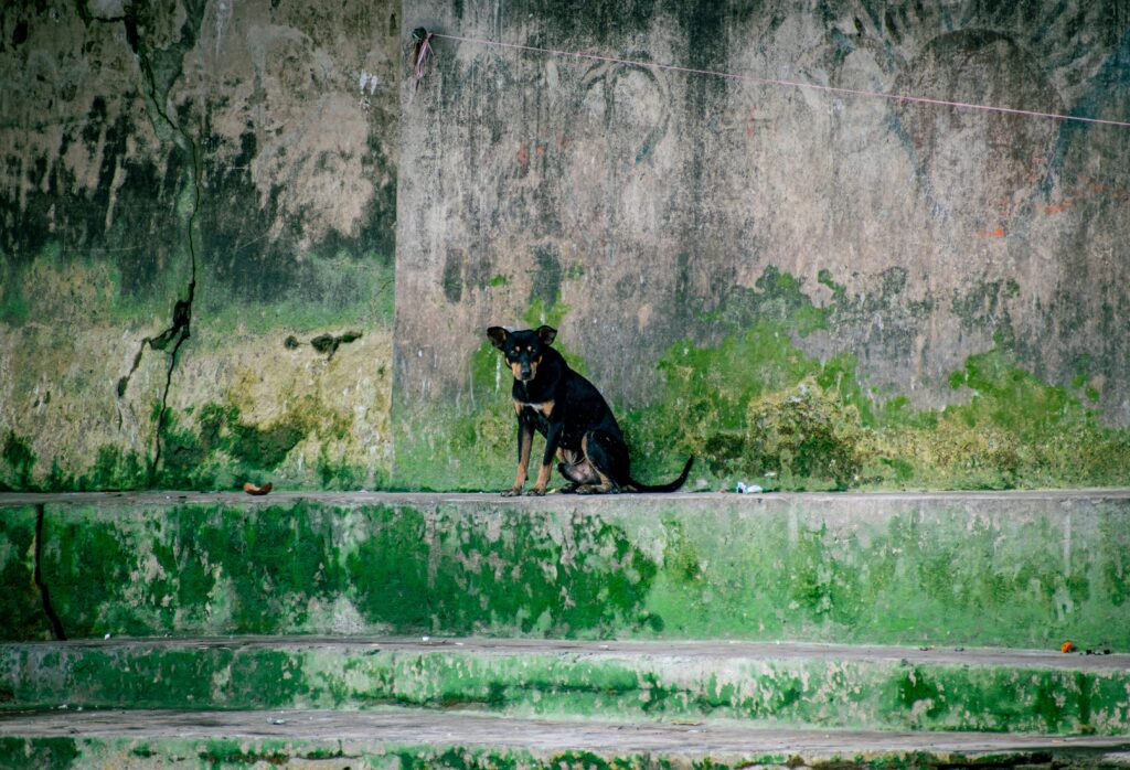 Photo of a Black Dog against a Green Weathered Wall