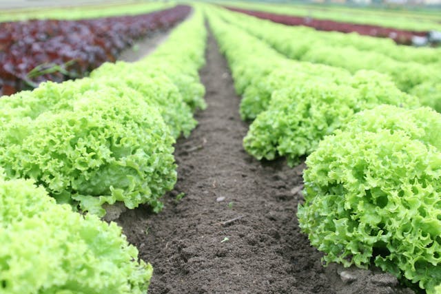leafy greens in the ground