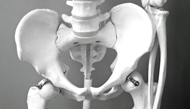 pelvis skeleton