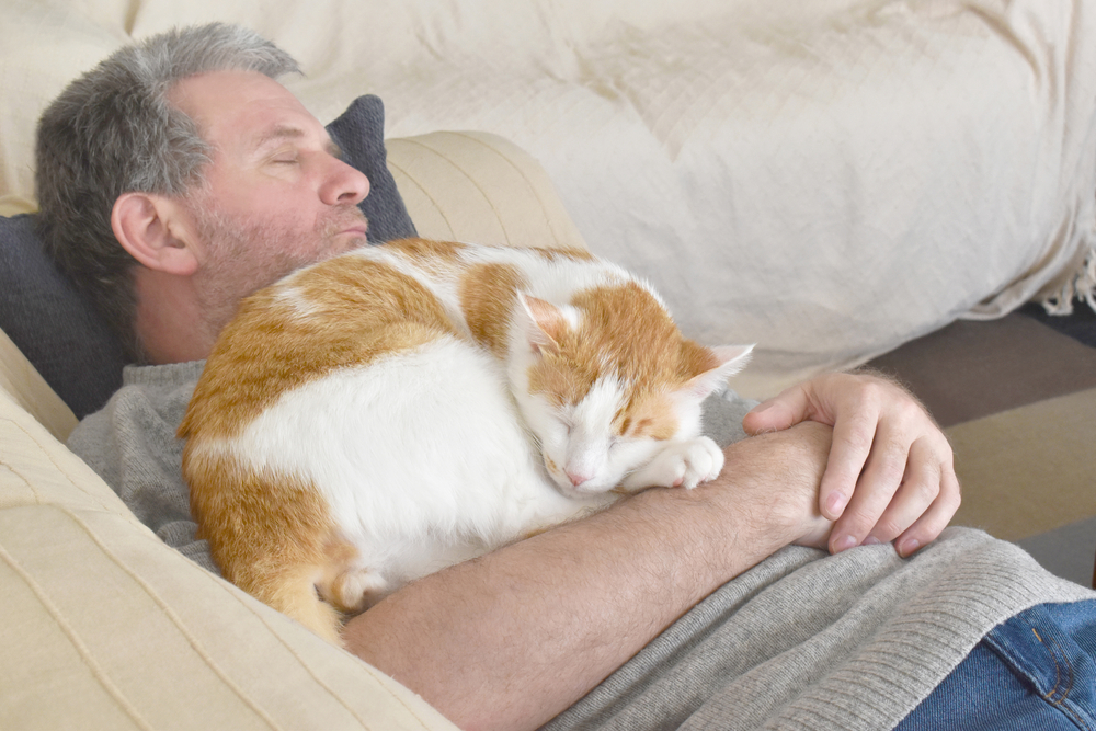 Cat laying on owner's chest. Unconditional love between cat and human concept. Cat and owner sitting
together on the sofa in the living room. Selective focus on cat face.