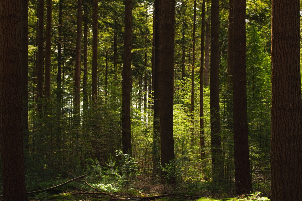 Spring landscape, Pine trees trunk in the forest with warm sunlight, A pine is any conifer in the genus Pinus of the family Pinaceae. Pinus is the sole genus in the subfamily Pinoideae, Netherlands.