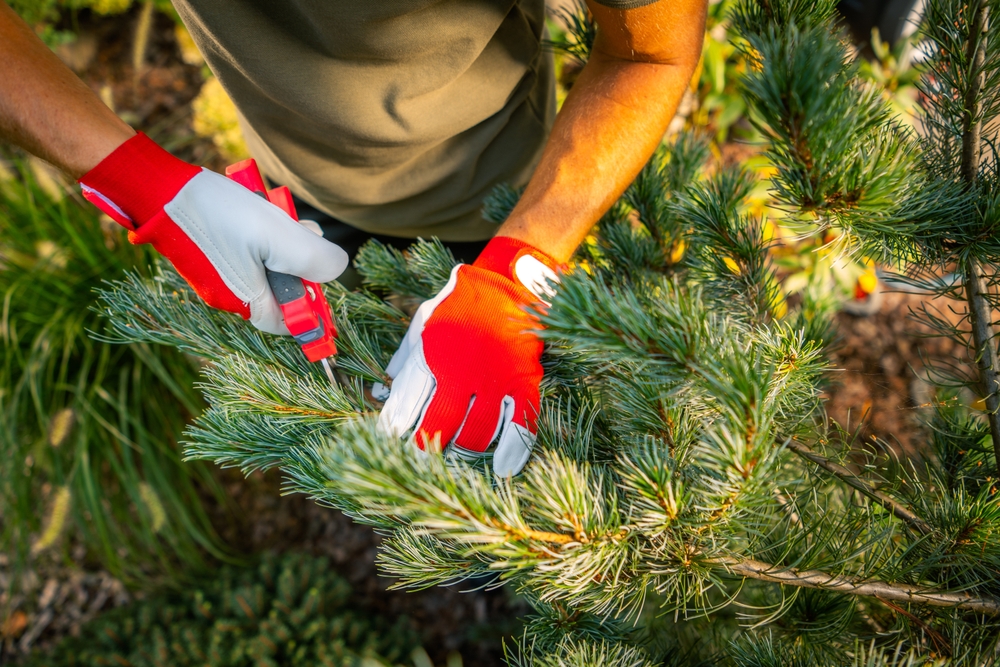 Using carefully selected pruning shears, a person wearing red and gray gloves trims pine tree branches in a vibrant garden setting. The sunlight illuminates the scene, highlighting the fresh