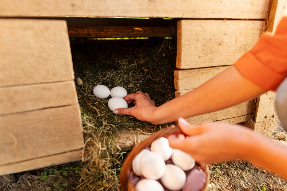 Close-up of female farmer's hands carefully collecting fresh eggs into basket, rural lifestyle and farming concept
