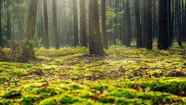 a forest