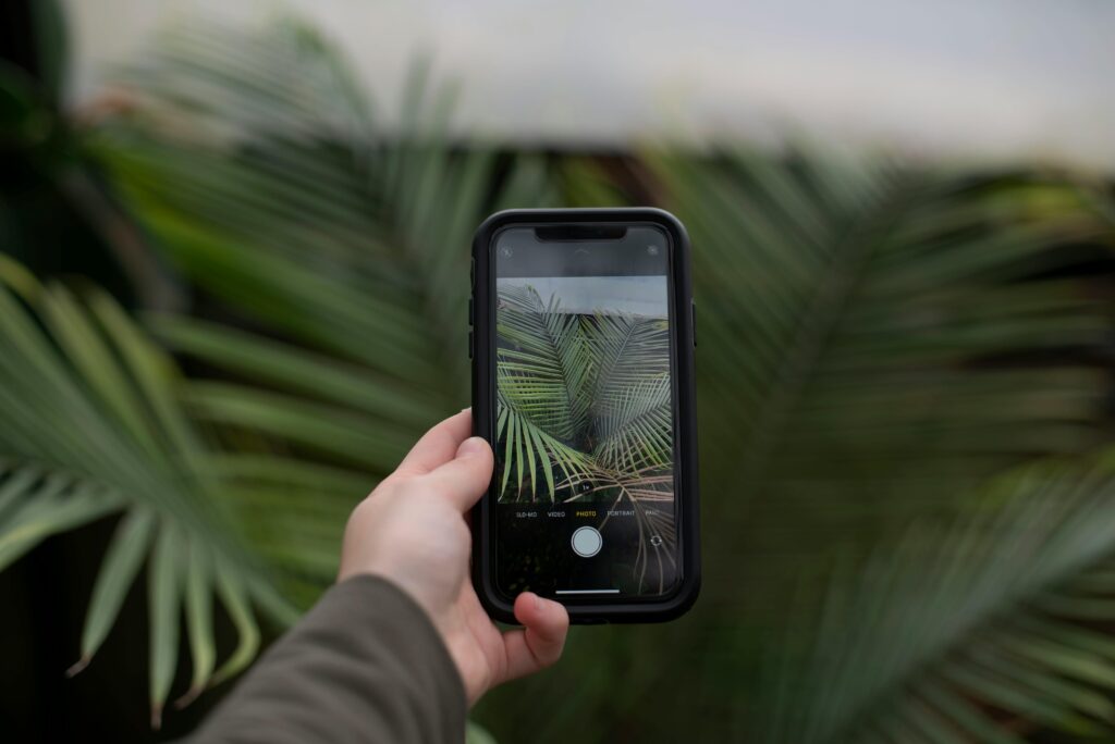 Person Holding Iphone Taking Photo of Green Leaf Plant