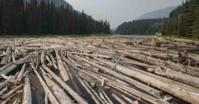 Helicopters Restore Salmon Habitat With 6,000 Logs - Featured image