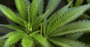 Largest Study Yet Suggests Medical Cannabis May Help Combat Cancer Cannabis leaf