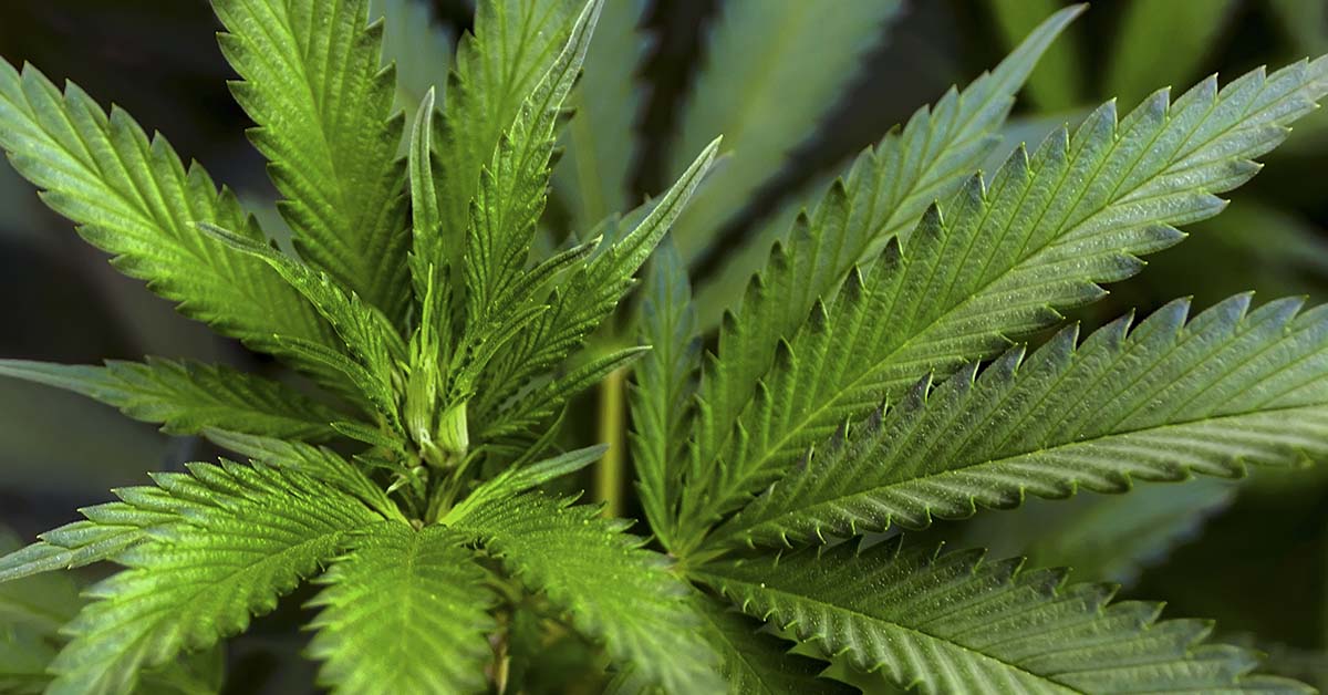 Largest Study Yet Suggests Medical Cannabis May Help Combat Cancer