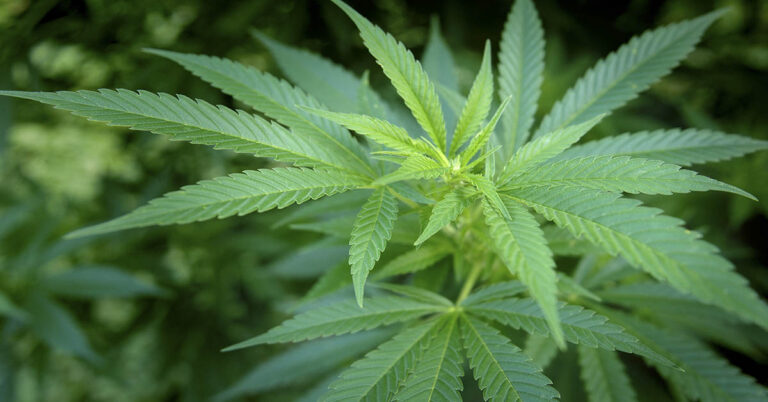 Two Cannabis Compounds Show Great Potential for Reversing Fatty Liver, Study - Featured image