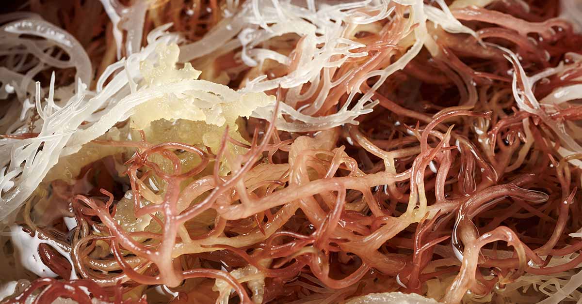 This Ocean Superfood Is Trending in Skincare—But Does It Work?