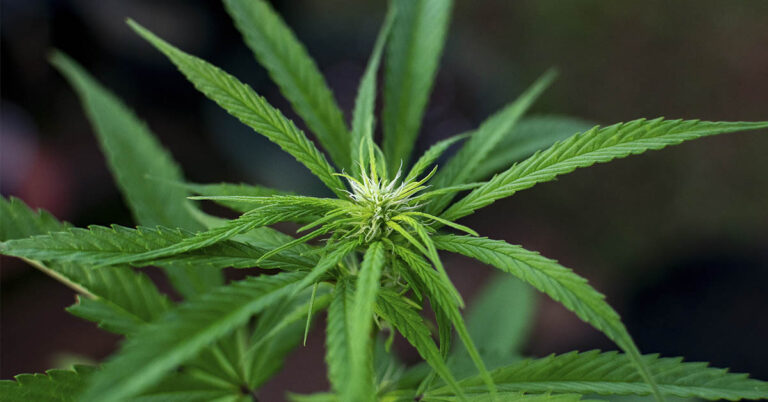 New Analyses Suggest Cannabis Offers No Proven Relief for Anxiety, Depression - Featured image