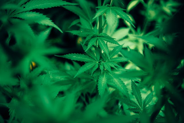 cannabis leaves