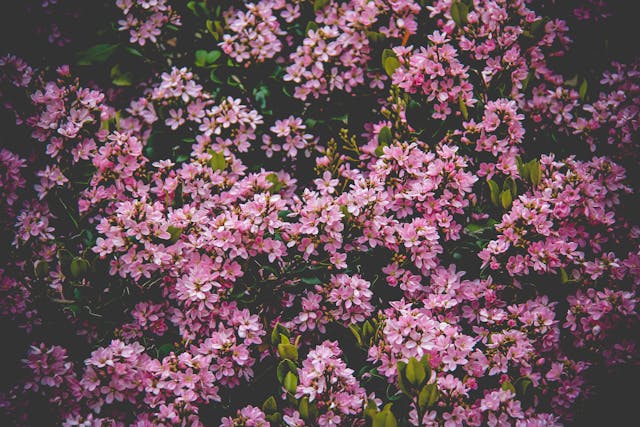 flowers