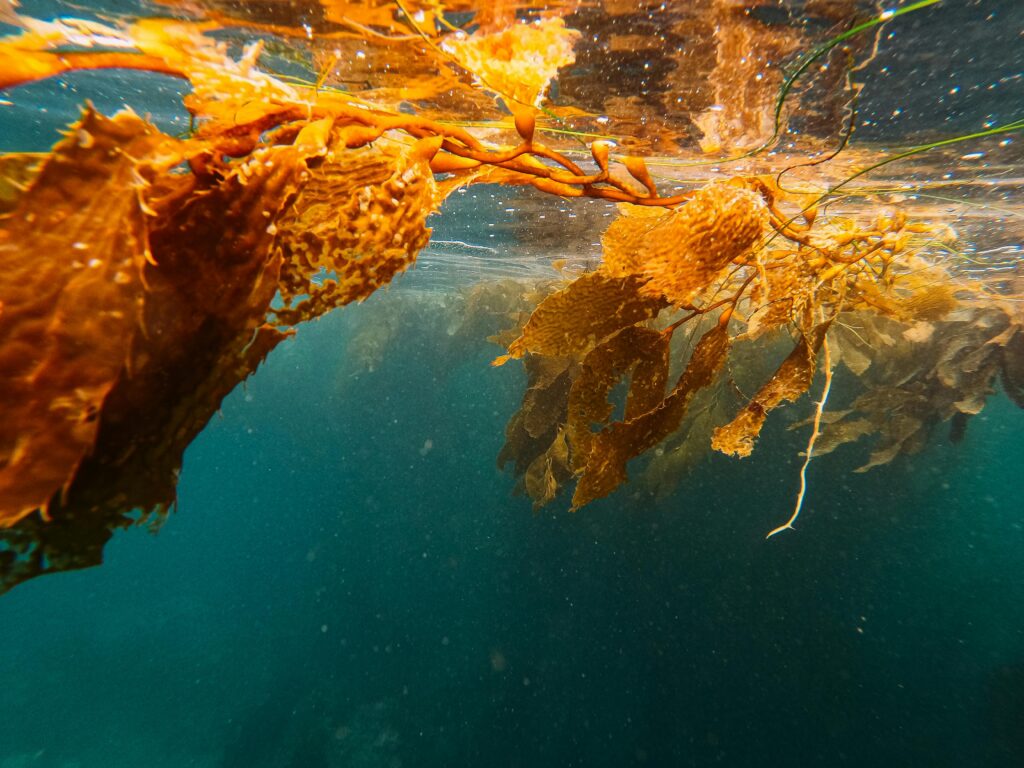 Brown Aquatic Plants in Close Up Photography