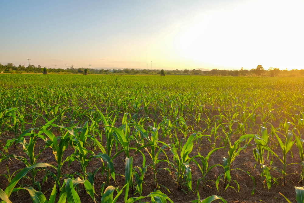 a front selective focus picture of organic young corn field at agriculture field.