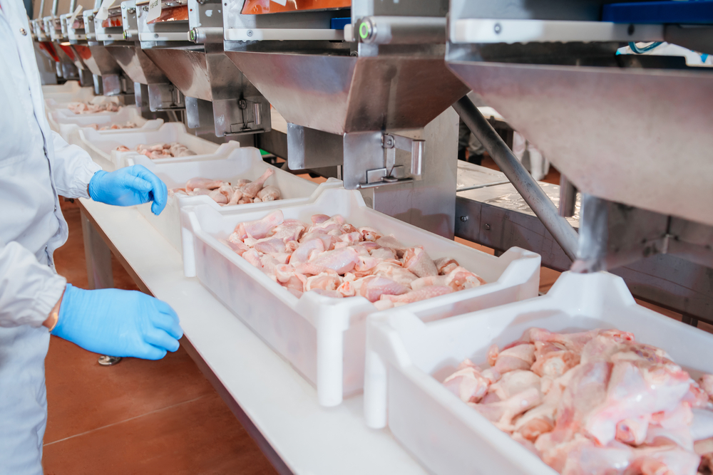 Industrial equipment at a meat factory.Chicken fillet production line . Factory for the production of food from meat.Automated production line in modern food factory. Ravioli production.