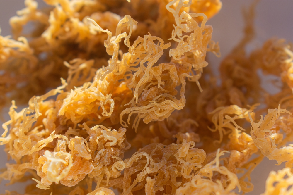 St. Lucian Golden Sea Moss, Euchema Cottoni