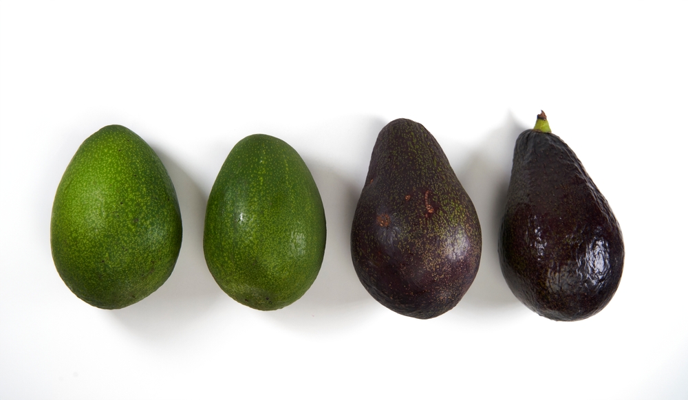 Fruit ripening process. Isolated avocados from green to ripe over white background