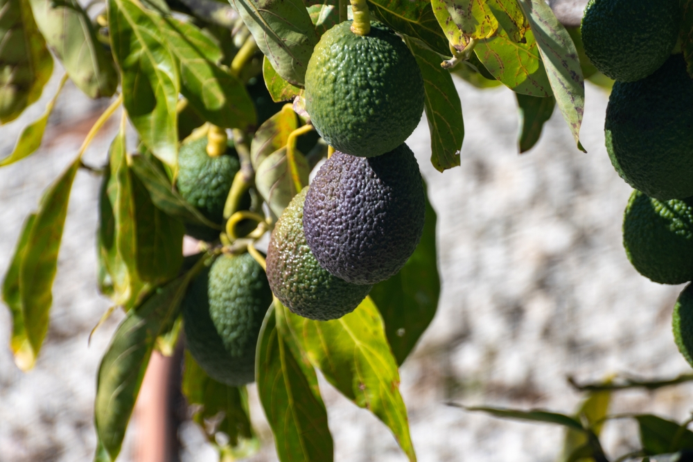 New harvest on hass avocado trees plantations on La Palma island, Canary islands, Spain, green ripe avocado fruits hanging on tree