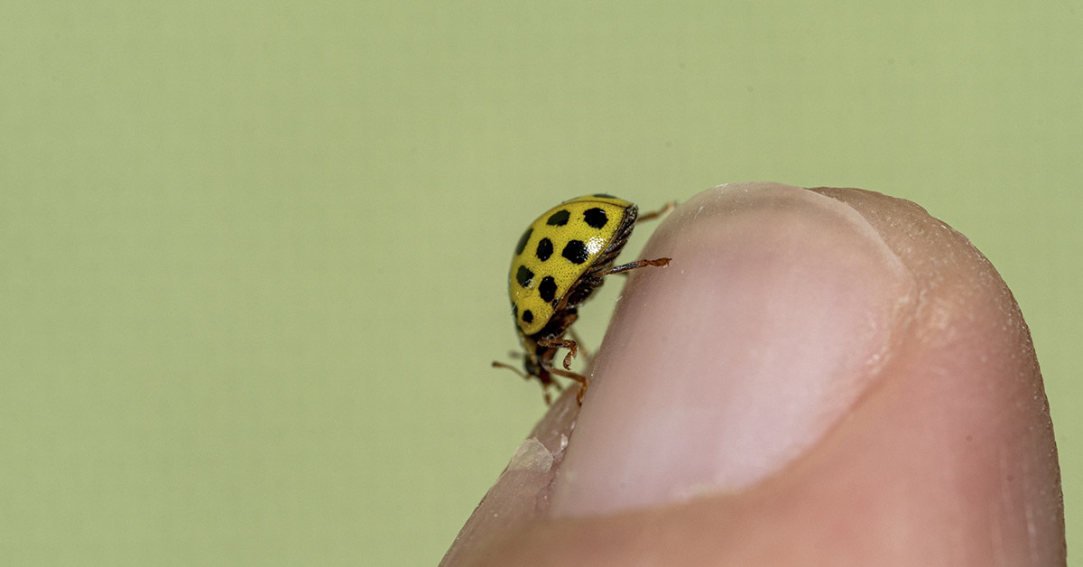 What Does It Mean If You See a Yellow Ladybug